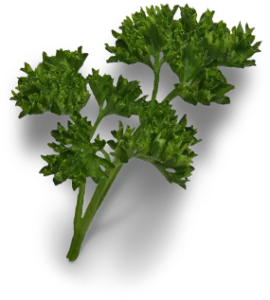 parsley